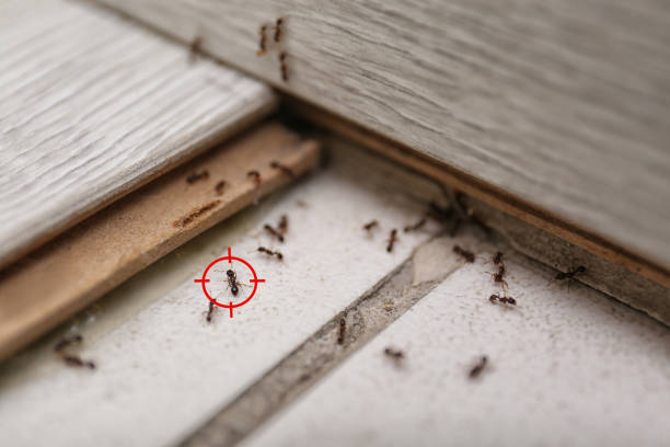 Best Pest Removal Services  in West Middlesex, PA